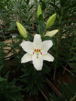 [5381 Salvetia VZ No01.JPG]